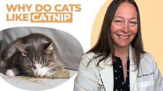 Why Do Cats Like Catnip? (Vet Explains)