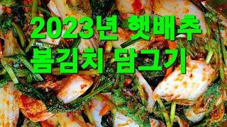 2023년 봄김치 담그기 햇배추 열무김치 연하고 넘 맛있네요 김치는 직접 만들어 먹는게 젤 맛있어요 #배추김치 #막김치 #봄김치