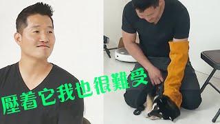 訓犬師再次遭遇犟種柴犬，但是訓練過程中他表示心裡非常難受