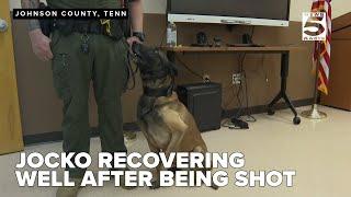 K-9 injured in the line of duty progressing through recovery