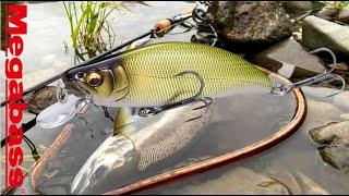 MEGABASS Trout Fishing Fast Sinking Minnow Lure GH46 HUMPBACK FS / MaguroProShop