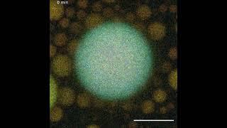 Another step toward synthetic cells