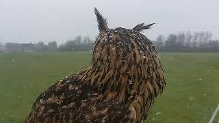 European Eagle owl full head rotation (back to front) slow motion