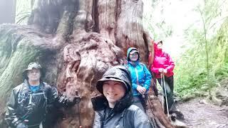 Big Cedar and Kennedy Falls Trail | The Vancouver Outdoor Club