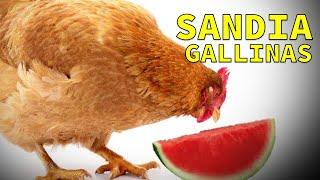 La Sandia para tus Gallinas ponedoras y prevenir enfermedades