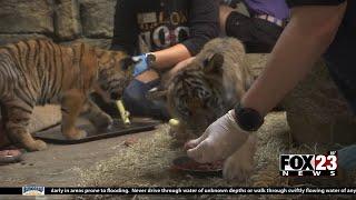 Video: Malayan tiger cubs at Tulsa Zoo are one of a kind