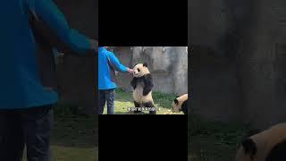 眼前这只大熊猫人模人样的 #国宝 #panda #animals #蛙探