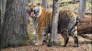 The most gorgeous wild animals of Russia! Amur leopards & Amur tigers in Ussuri taiga!