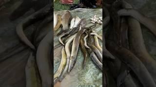 FISH MARKET IN NEPAL#shorts #fishmarket  full video link