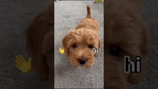 It’s Me! ️ #8weeksold #puppy #yay #dog #shorts