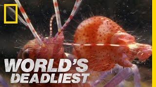 Amazing Pistol Shrimp Stun "Gun" | World's Deadliest