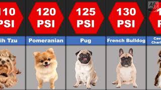 Comparison: Dog Bite Force - Which Dog Breed has the Strongest Bite?