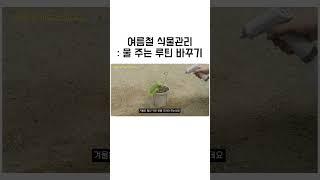 식물 물주기 계절마다 루틴 맞추는 법