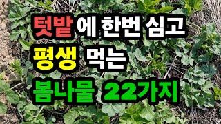 텃밭에 한번 심고 평생 무한리필로 먹는 봄나물 22가지/ 비싼 나물이 넘쳐납니다/ 나물밭 만들기 #봄나물 #텃밭 #주말농장