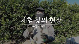 호주 농장 일하는 모습 워홀 브이로그 [나의하루]