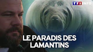 Floride, le paradis des lamantins