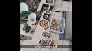 陽台種植多肉一石頭玉不負責任教室