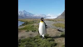 Penguin walking towards me on South Georgia Island