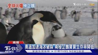 法國又高溫又來暴風! 全球高溫影響南極企鵝繁殖｜TVBS新聞 @TVBSNEWS01