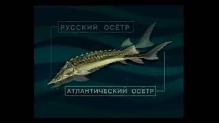 Каков состав отряда Осетрообразные (Sturgeons, Paddlefishes) — Acipenseriformes Berg, 1940 ?