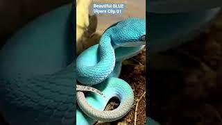 #fyp BEAUTIFUL BLUE VIPERS #nature #rare#snake#vipers #foryourpage #realpenguin #realpenguinofficial