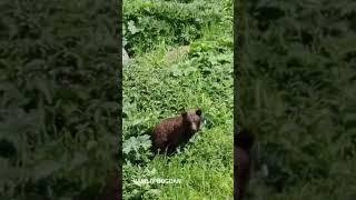 ХОТИТЕ ПОНАБЛЮДАТЬ ЗА МЕДАЕДЕМ В ДИКОЙ ПРИРОДЕ? ТОГДА ПИШИ МНЕ) #медведь #bear #nature #siberian