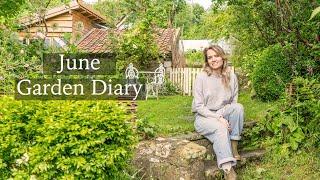 June Cottage Garden Diary - Huge New Yew Hedge, Tomato Plants & Summer Flowers