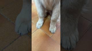 Show the paws and then show the face #goldenretriever #goldenretrieverpuppy #puppy #viral #puppy