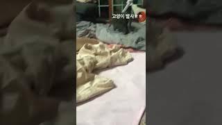 고양이 발사!ㅎㅎ⭐️