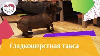 Гладкошерстная такса на  ilikepet