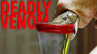 Deadliest Job in the World - Snake Milker Top 10!