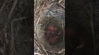 Wagtail nest