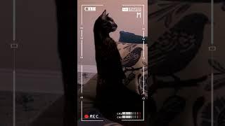 Странный звук. Техника " Создание эффекта камеры и HUD слоев"