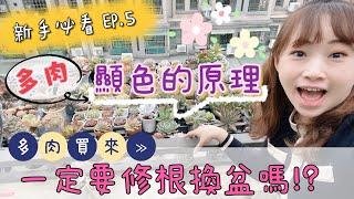 【新手必看】EP.5 多肉買來一定要修根換盆嗎｜多肉植物顯色的原理｜A&Y｜How to make succulents colorful.