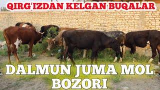 JONDOR DALMUNDAGI JUMA MOL BOZORI YEMLANGAN VA YOSH BUQACHALAR 09.09.2022