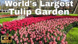 WORLD's largest TULIP Garden, KEUKENHOF Gardens 4K Walking Tour - 4K ASMR 60FPS