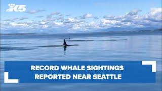 Record whale sightings reported near Seattle in 2022, new data reveals