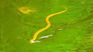 Viral Snake Video 