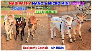 Nadipathy Cattle | 1 To 2 Feet Height | #youtube #miniature #pmmodi #sanatandharma #animals #yt