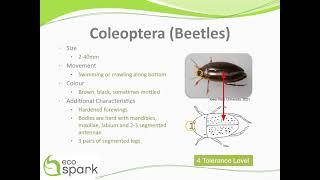 Beetles (Coleoptera) Key ID Features