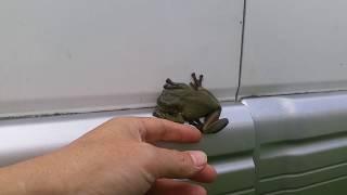 Big Friendly Frog 2