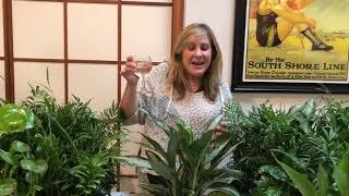 Wine Wednesday... with plants!