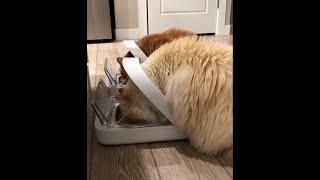 Surefeed Microchip Cat Feeder