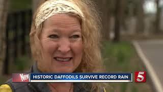 Historic daffodils survive record rain on Old Natchez Trace