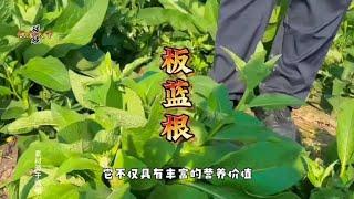 板蓝根：大自然的营养与药用宝藏