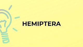 What is the meaning of the word HEMIPTERA?