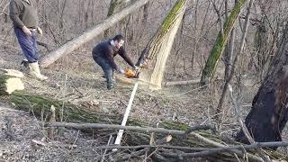 Cut acacia logs with stihl 500i 6.8hp