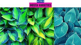 Hosta Varieties A to Z