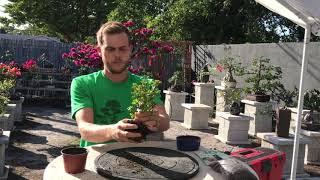 How to use a Bonsai Starter Kit - Tutorial at The Bonsai Supply