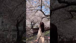 벚꽃맛집경남 창원시 여좌천2024.04.05🫶cherry blossoms